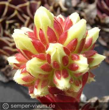 Preview: knospiger Blütenstand, aufgenommen am 4.10.2017