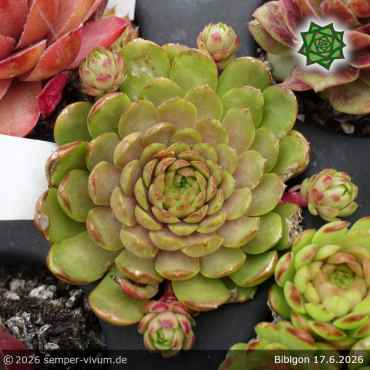 Sempervivum 'Bibigon'