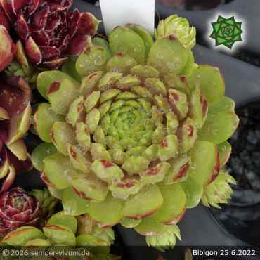 Sempervivum 'Bibigon'