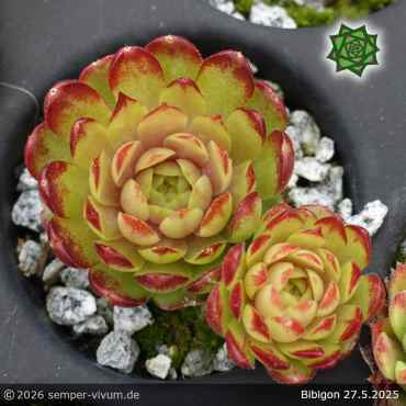 Preview: Sempervivum 'Bibigon'
