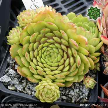 Preview: Sempervivum 'Bibigon'