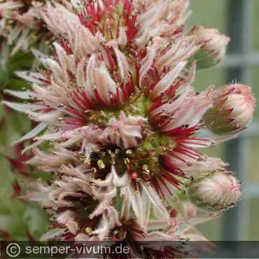 Blüten, aufgenommen am 29.7.2005