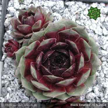 Sempervivum 'Black Emerald'