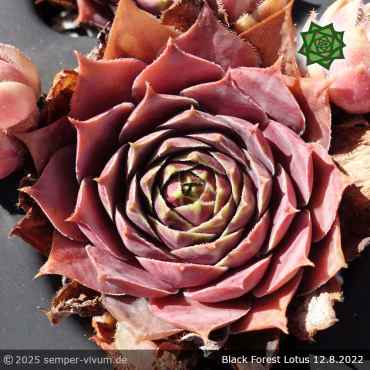 Preview: Sempervivum 'Black Forest Lotus'