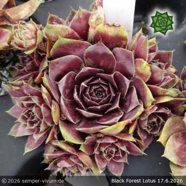 Sempervivum 'Black Forest Lotus'