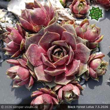 Preview: Sempervivum 'Black Forest Lotus'