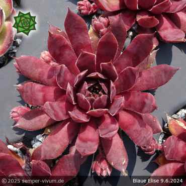 Preview: Sempervivum 'Blaue Elise'