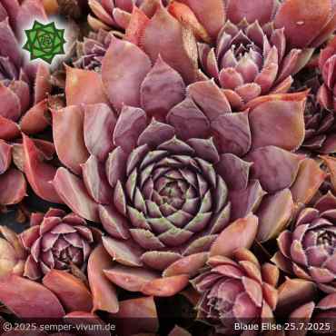 Preview: Sempervivum 'Blaue Elise'