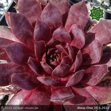 Sempervivum 'Blaue Elise'