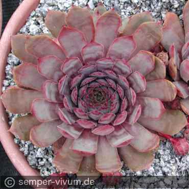 aufgenommen am 10.7.2004