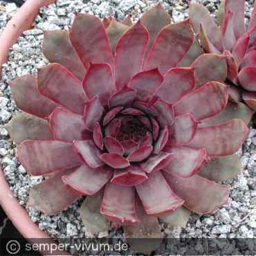 Preview: aufgenommen am 15.6.2004