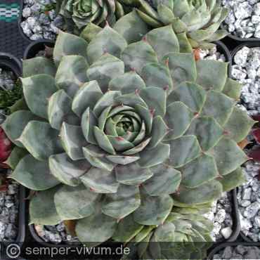 Preview: aufgenommen am 26.9.2005