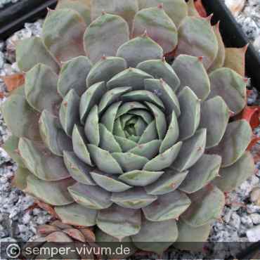 Preview: aufgenommen am 30.8.2003