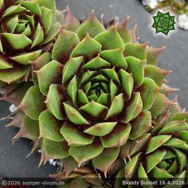 Preview: Sempervivum 'Bloody Sunset'