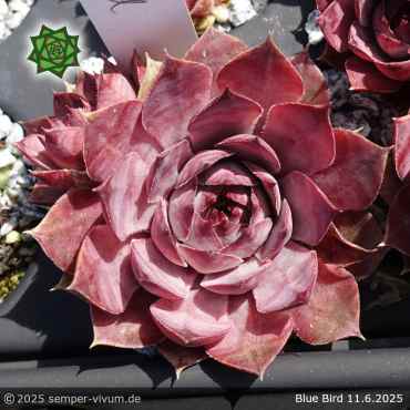 Sempervivum 'Blue Bird'