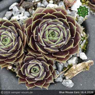 Sempervivum 'Blue Mouse Ears'