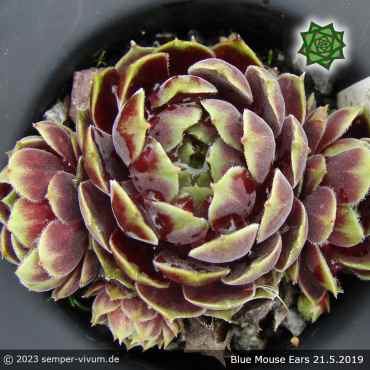 Sempervivum 'Blue Mouse Ears'