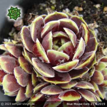 Preview: Sempervivum 'Blue Mouse Ears'