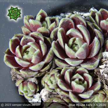 Preview: Sempervivum 'Blue Mouse Ears'