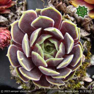Sempervivum 'Blue Mouse Ears'