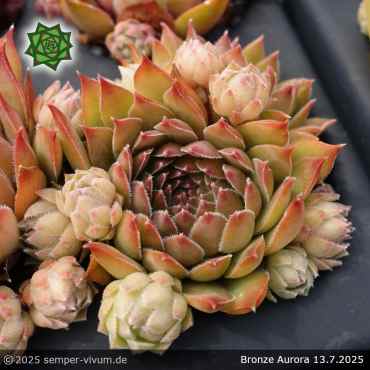 Sempervivum 'Bronze Aurora'