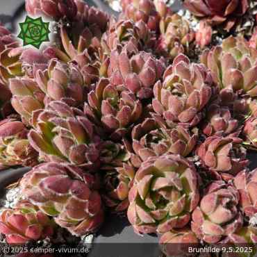 Sempervivum 'Brunhilde'