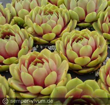 Preview: aufgenommen am 11.6.2016