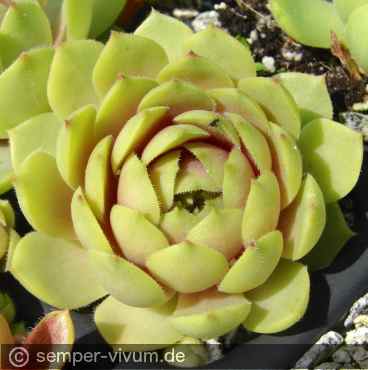 Preview: aufgenommen am 13.6.2016