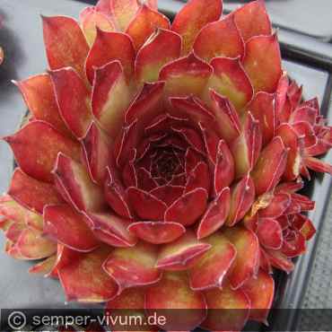 aufgenommen am 14.6.2018