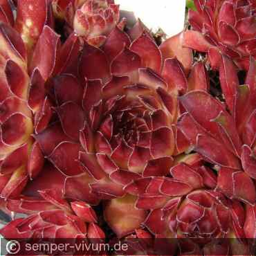 Preview: aufgenommen am 16.6.2015