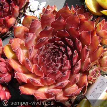 Preview: aufgenommen am 18.7.2016