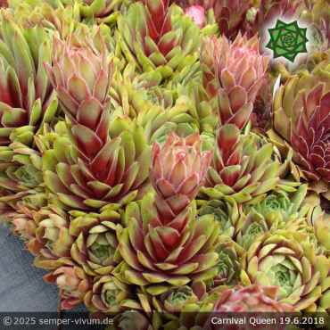 Sempervivum 'Carnival Queen'