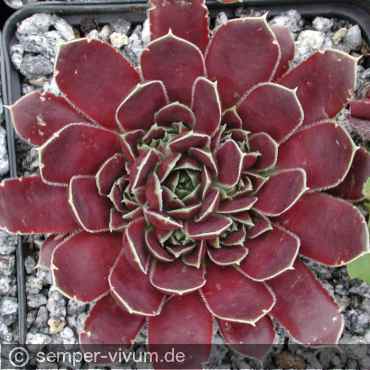 aufgenommen am 10.7.2004