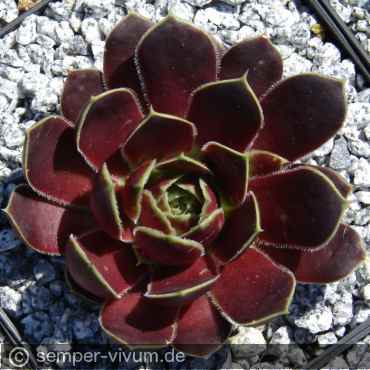 Preview: aufgenommen am 19.5.2007