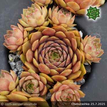 Sempervivum 'Cheburashka'