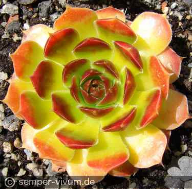 Preview: aufgenommen am 21.4.2012