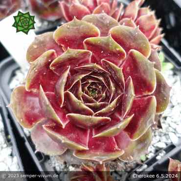 Sempervivum 'Cherokee'