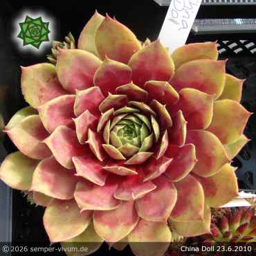 Preview: Sempervivum 'China Doll'