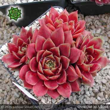 Sempervivum 'China Doll'