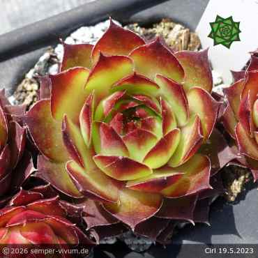 Sempervivum 'Ciri'