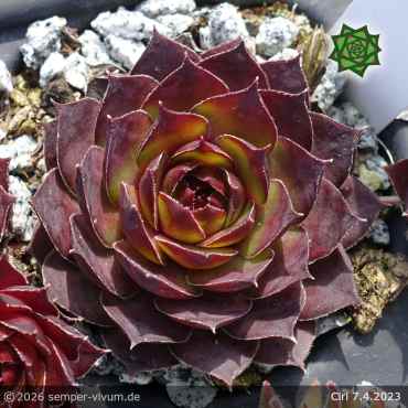 Preview: Sempervivum 'Ciri'