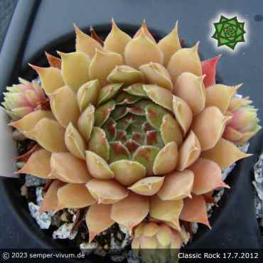 Sempervivum 'Classic Rock'