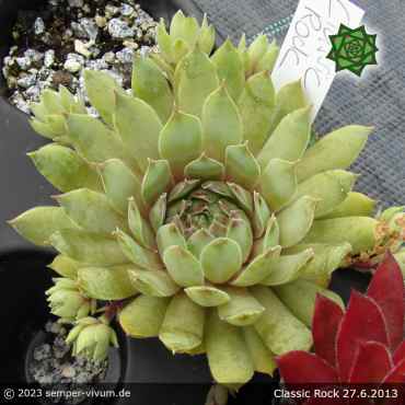 Sempervivum 'Classic Rock'