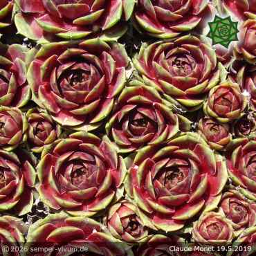 Preview: Sempervivum 'Claude Monet'