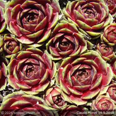 Sempervivum 'Claude Monet'