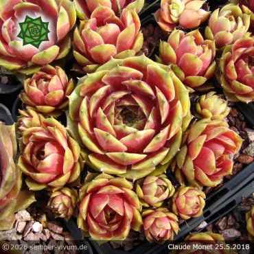 Preview: Sempervivum 'Claude Monet'