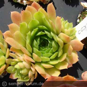 aufgenommen am 6.8.2019