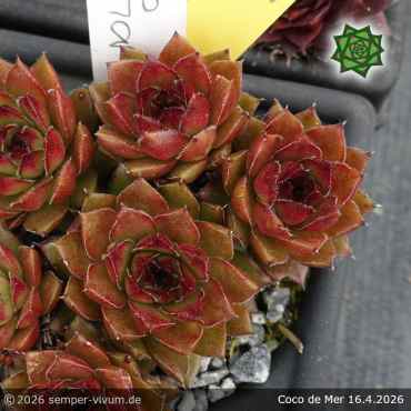Sempervivum 'Coco de Mer'