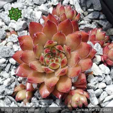 Preview: Sempervivum 'Coco de Mer'