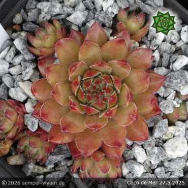 Preview: Sempervivum 'Coco de Mer'